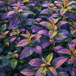 Спирея японская DOUBLE PLAY Blue Kazoo