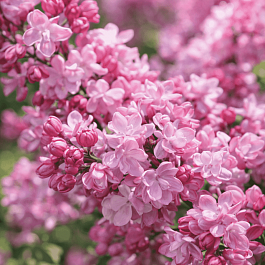 Сирень обыкновенная Олимпиада Колесникова