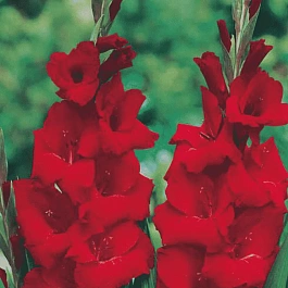 Гладиолус Oscar