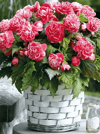 Бегония Camelia