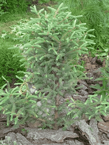 Ель чёрная Beissneri