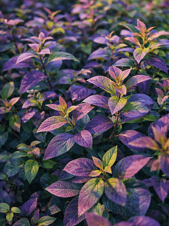 Спирея японская DOUBLE PLAY Blue Kazoo