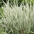 Райграс бульбоносный Variegatum