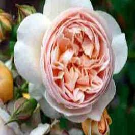 Роза Английская кустовая Juliet