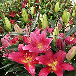 Лилия восточная Тарранго