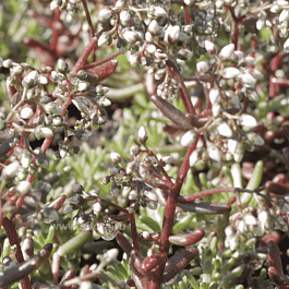 Очиток белый F.atropurpurea