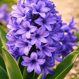 Гиацинт Minos