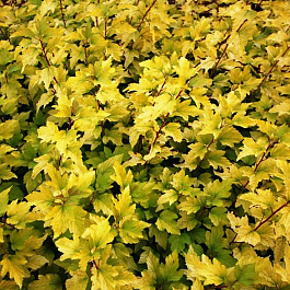 Пузыреплодник калинолистный Энжел Голд Пузыреплодник калинолистный Энжел Голд