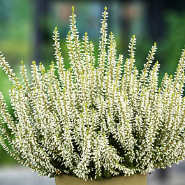 Вереск обыкновенный Альба Эректа Вереск обыкновенный Альба Эректа