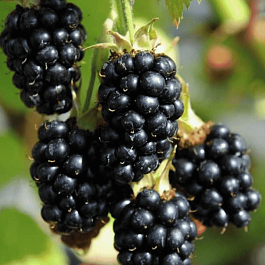 Ежевика Black Satin
