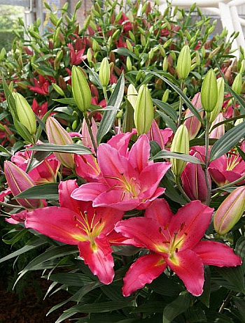 Лилия восточная Тарранго