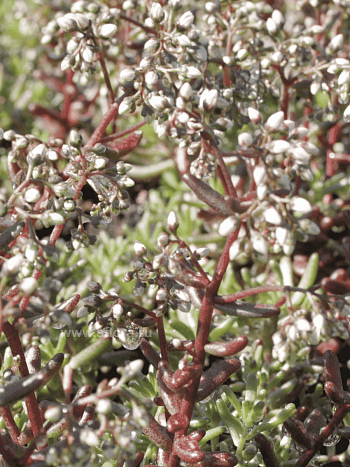 Очиток белый F.atropurpurea