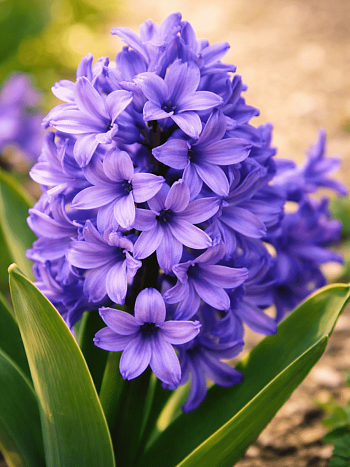 Гиацинт Minos