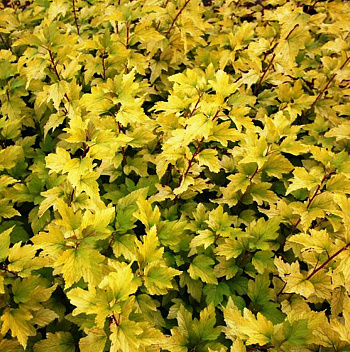 Пузыреплодник калинолистный Энжел Голд