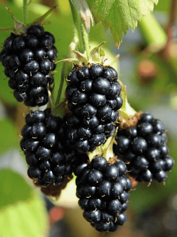 Ежевика Black Satin