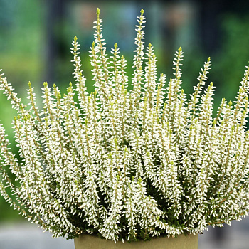 Вереск обыкновенный Альба Эректа