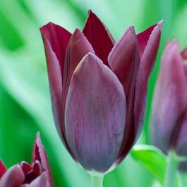 Тюльпан Триумф Хавран