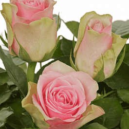 Роза чайно-гибридная Belle Rose