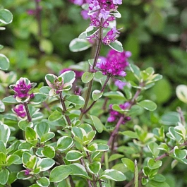 Тимьян блошиный