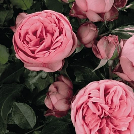 Роза чайно-гибридная Happy Piano