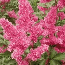 Астильба японская Bonn