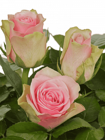 Роза чайно-гибридная Belle Rose