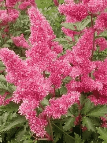 Астильба японская Bonn