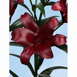 Лилия ЛА-гибрид Мейуандер