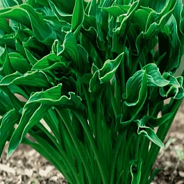 Хоста Praying Hands