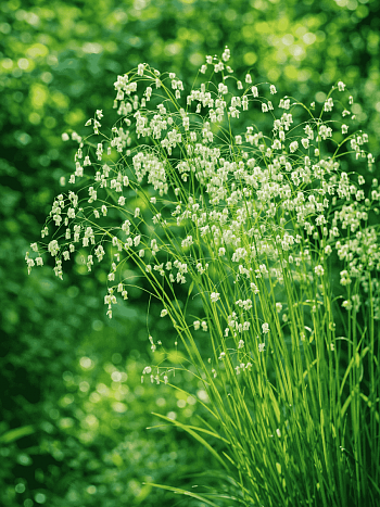 Бриза средняя