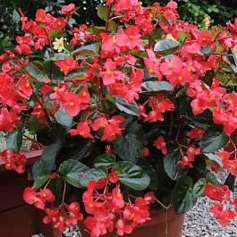 Бегония Big Red Bronze Leaf