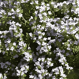 Тимьян обыкновенный Precompa