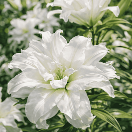 Лилия Roselily Petronella