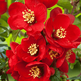 Айва превосходная Crimson and Gold