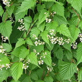 Стефанандра Танаки