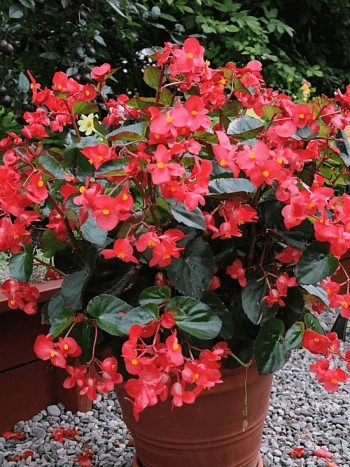 Бегония Big Red Bronze Leaf