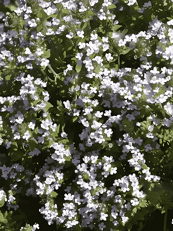 Тимьян обыкновенный Precompa