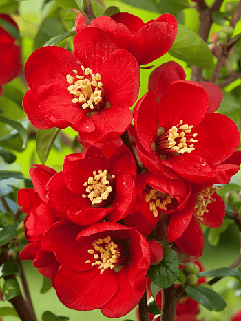 Айва превосходная Crimson and Gold