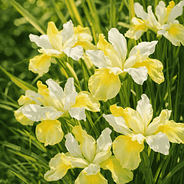 Ирис сибирский Yellow Tail