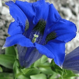 Горечавка бесстебельная Blue Star