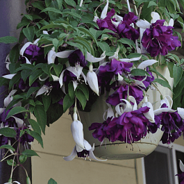 Фуксия ампельная Deep purple