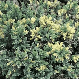 Можжевельник чешуйчатый Floriant