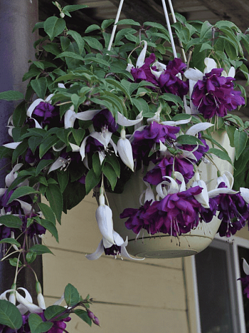 Фуксия ампельная Deep purple