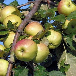 Яблоня карликовая Братчуд