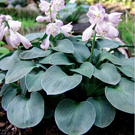 Хоста гибридная Блу Маус Ирс НАБОР 2ШТ (1+1)