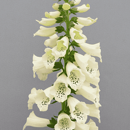 Наперстянка Dottie Cream