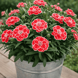 Гвоздика Oscar White and Red