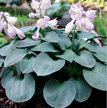 Хоста гибридная Блу Маус Ирс НАБОР 2ШТ (1+1)