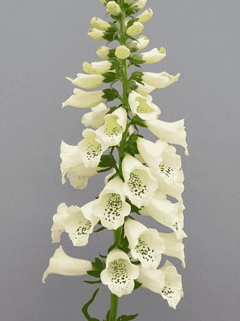 Наперстянка Dottie Cream