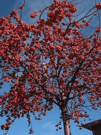 Яблоня декоративная Red Sentinel